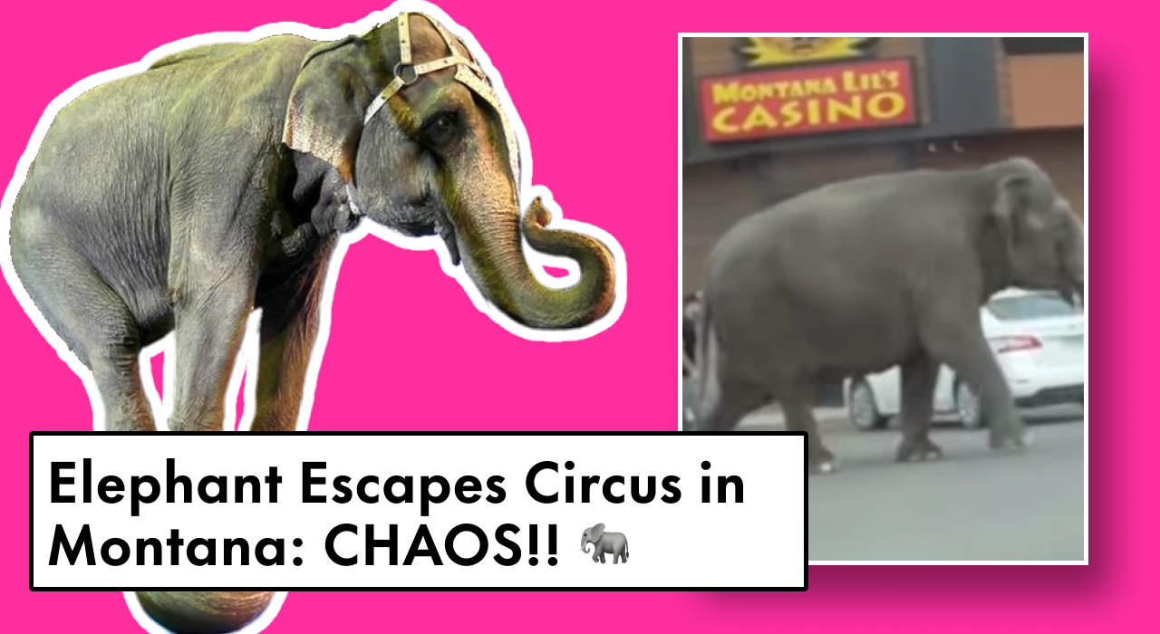 elephant-circus